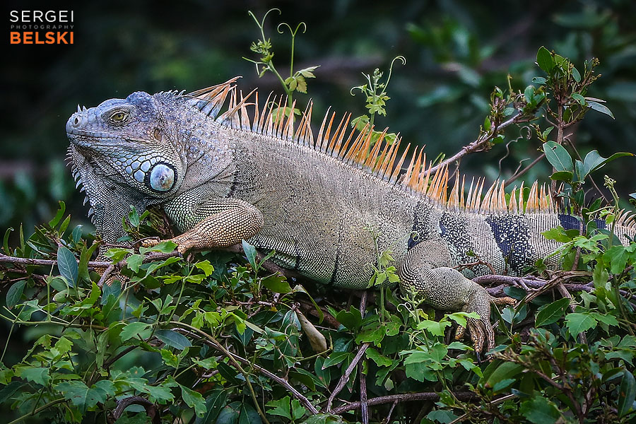 costa rica travel adventures photographer sergei belski photo