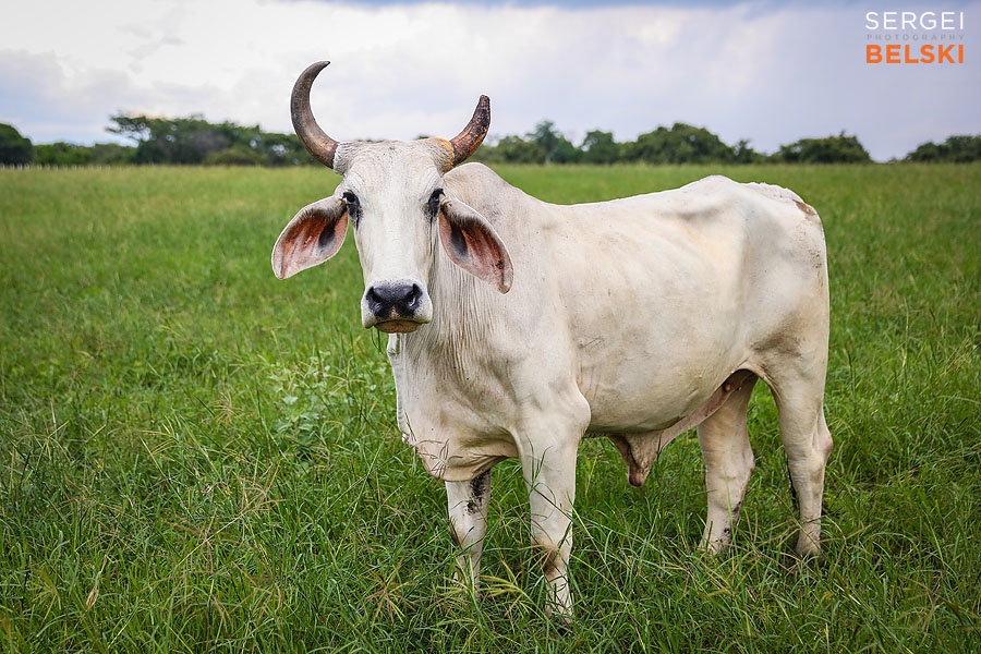costa rica travel adventures photographer sergei belski photo