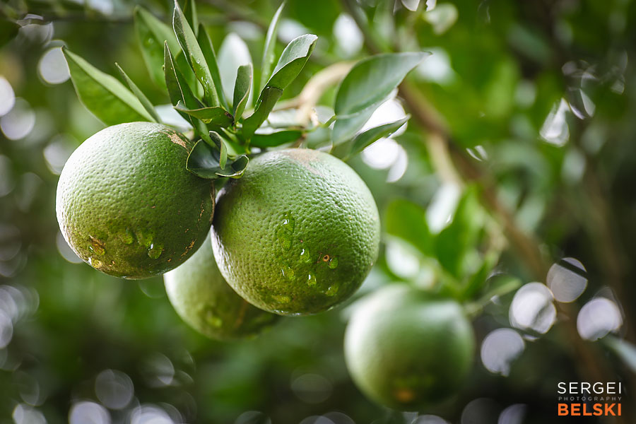 costa rica travel adventures photographer sergei belski photo