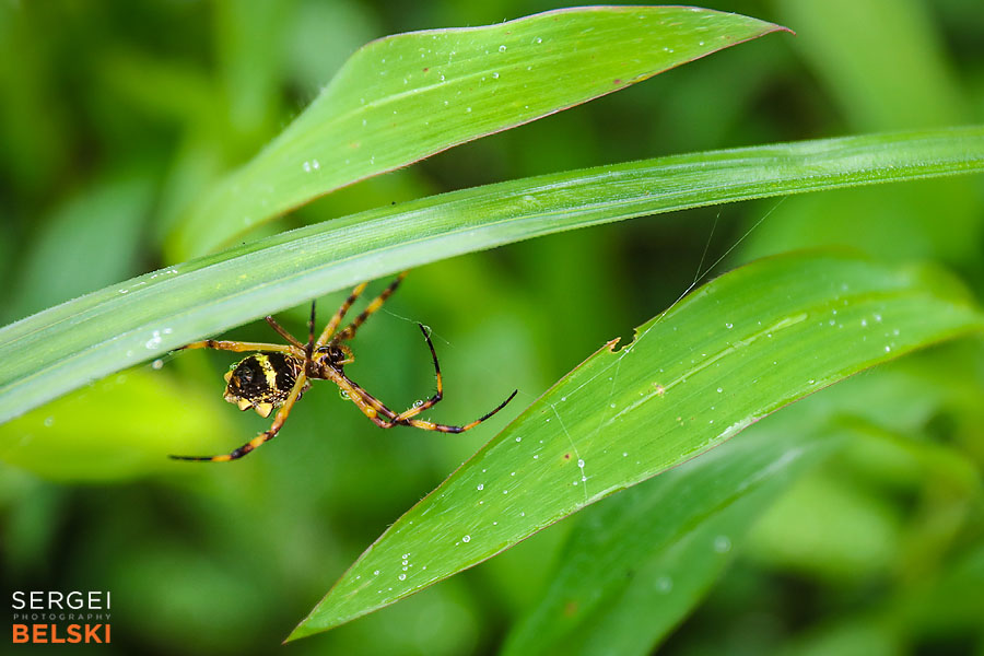 costa rica travel adventures photographer sergei belski photo