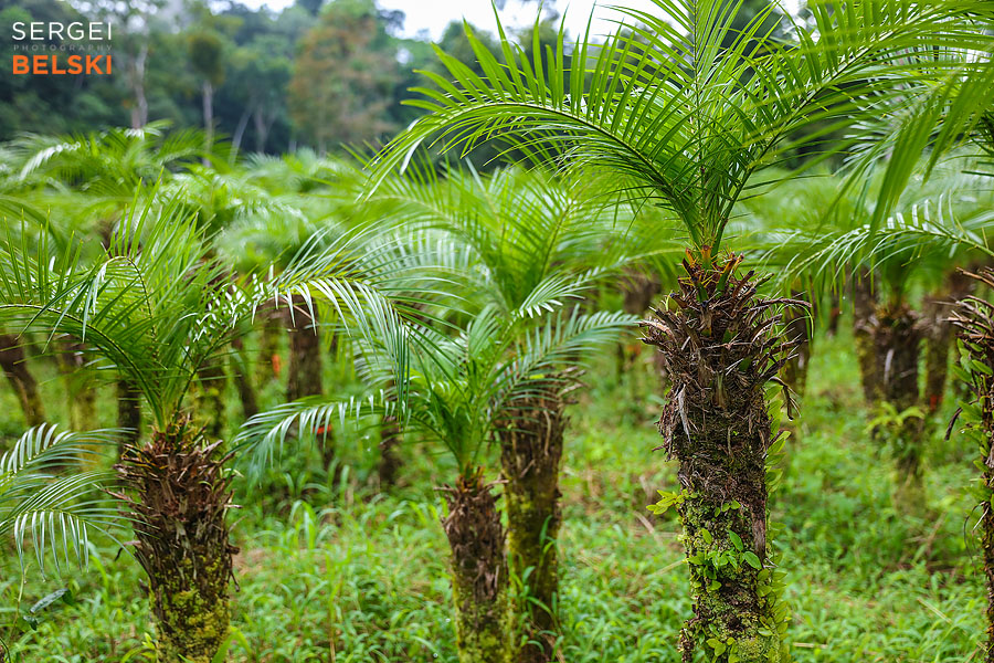costa rica travel adventures photographer sergei belski photo