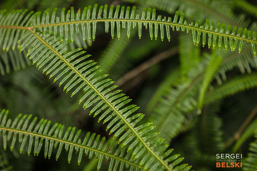 costa rica travel adventures photographer sergei belski photo