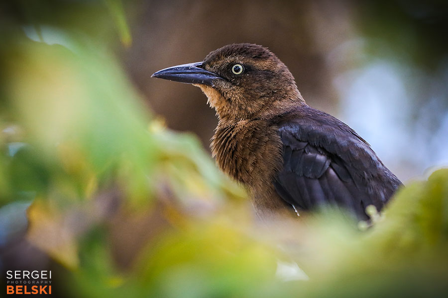 costa rica travel adventures photographer sergei belski photo