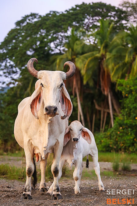 costa rica travel adventures photographer sergei belski photo