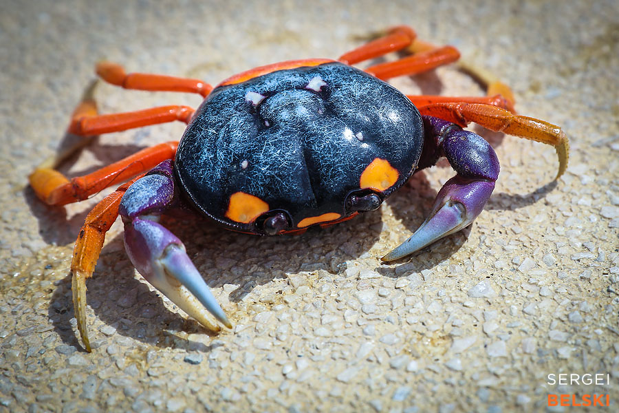 costa rica travel adventures photographer sergei belski photo