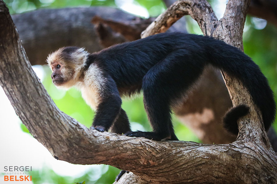 costa rica travel adventures photographer sergei belski photo