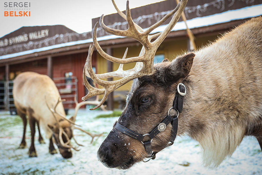 calgary family photographer sergei belski photo