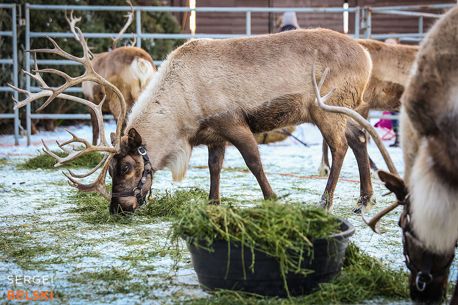 calgary family photographer sergei belski photo