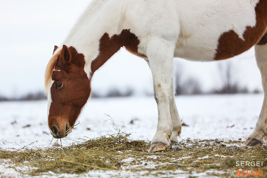 saskatoon family travel photographer sergei belski photo
