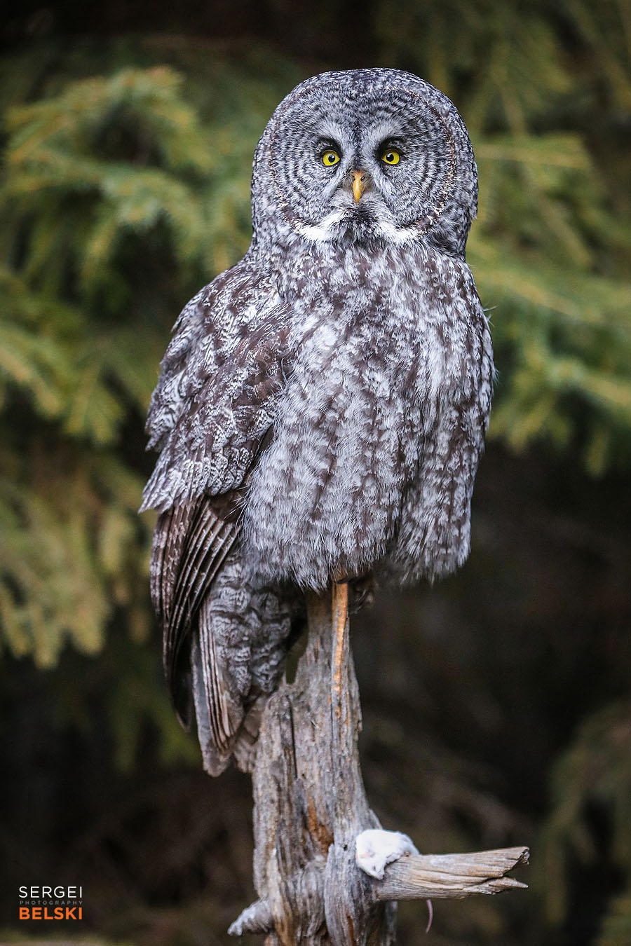 calgary zoo animals photographer sergei belski photo