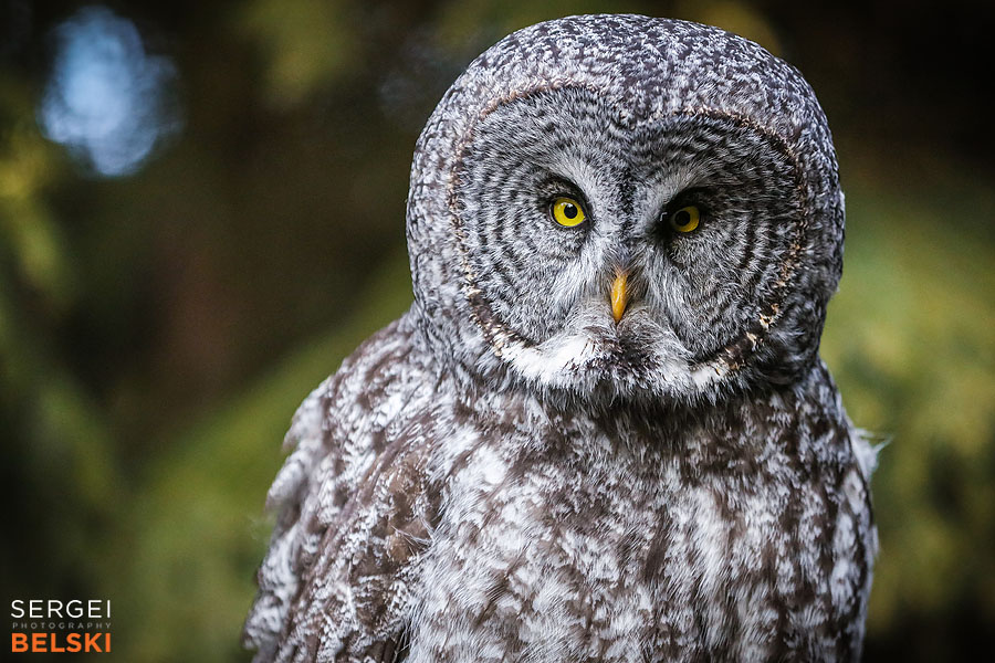 calgary zoo animals photographer sergei belski photo
