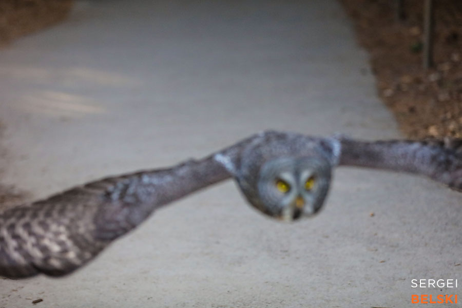 calgary zoo animals photographer sergei belski photo