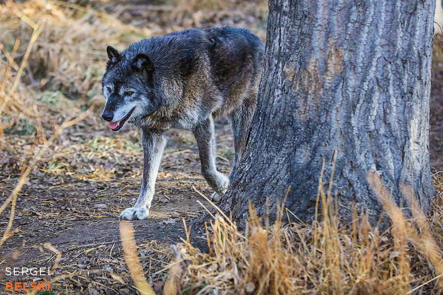 calgary zoo animals photographer sergei belski photo