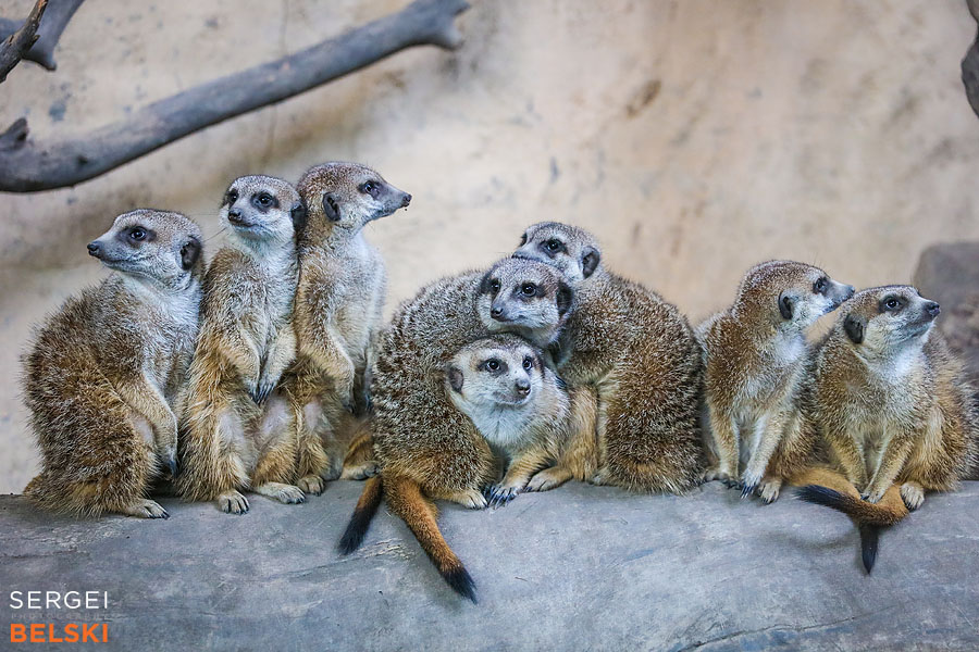 calgary zoo animals photographer sergei belski photo