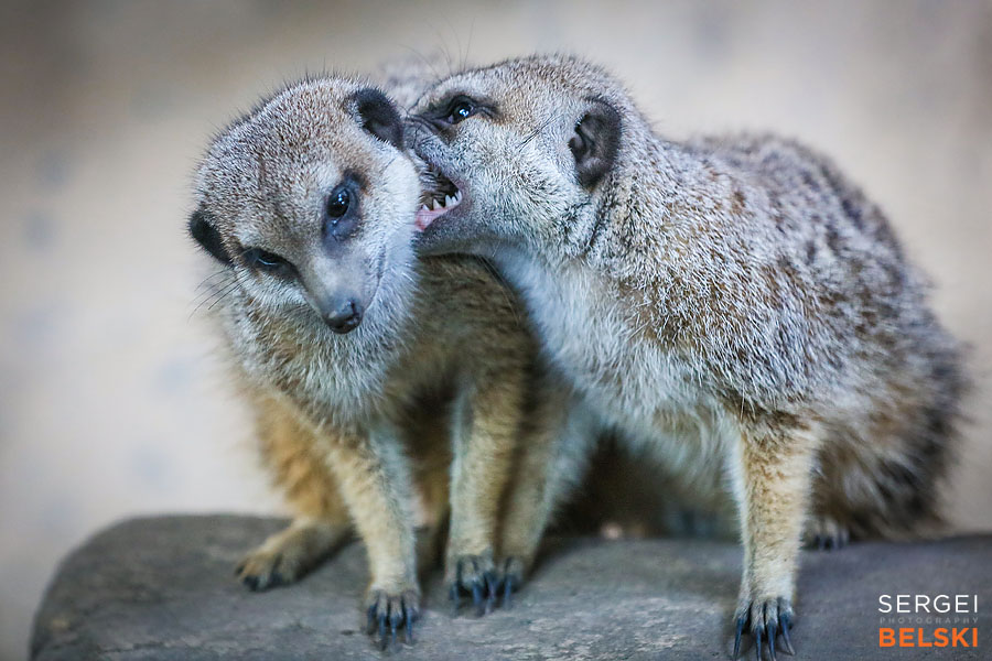 calgary zoo animals photographer sergei belski photo