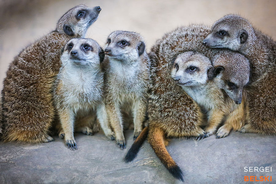 calgary zoo animals photographer sergei belski photo