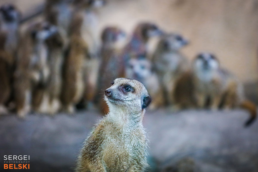 calgary zoo animals photographer sergei belski photo