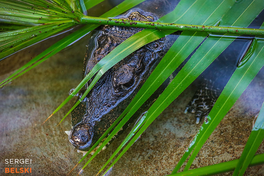 calgary zoo animals photographer sergei belski photo
