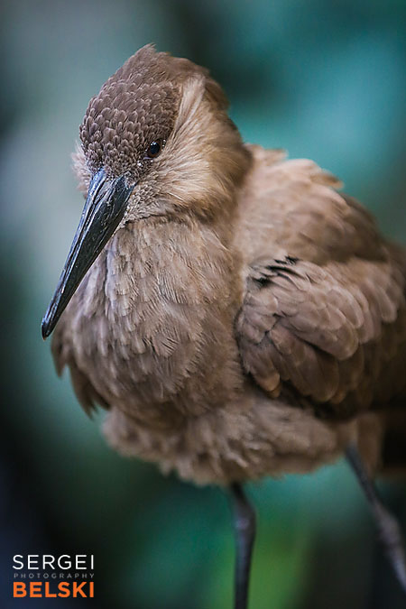 calgary zoo animals photographer sergei belski photo