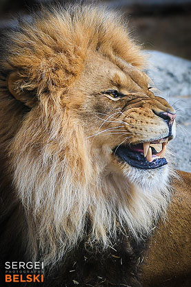 calgary zoo animals photographer sergei belski photo