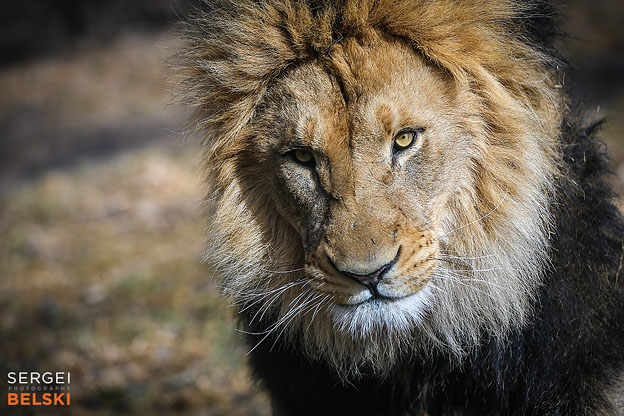 calgary zoo animals photographer sergei belski photo