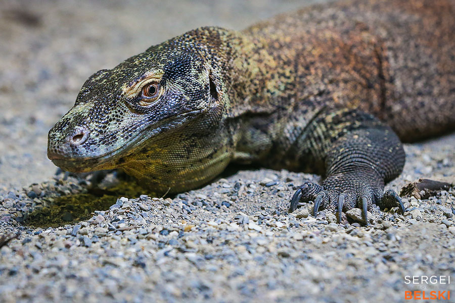 calgary zoo animals photographer sergei belski photo