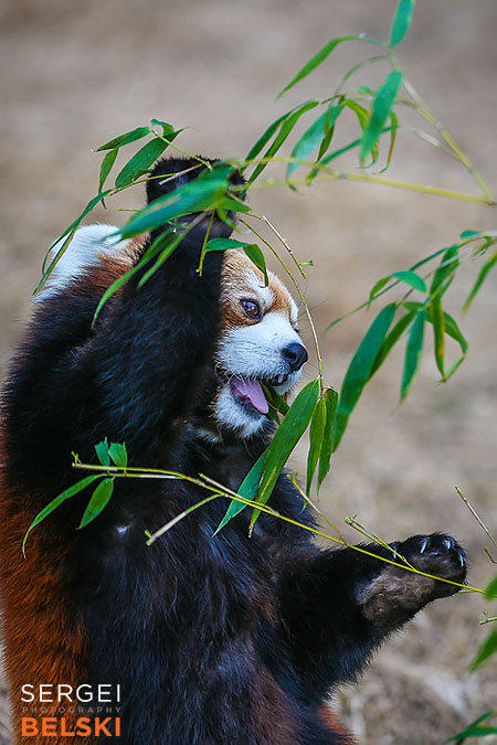 calgary zoo animals photographer sergei belski photo