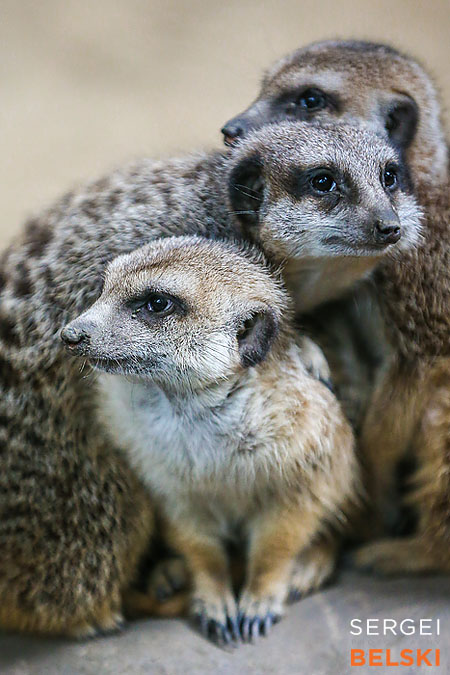 calgary zoo animals photographer sergei belski photo