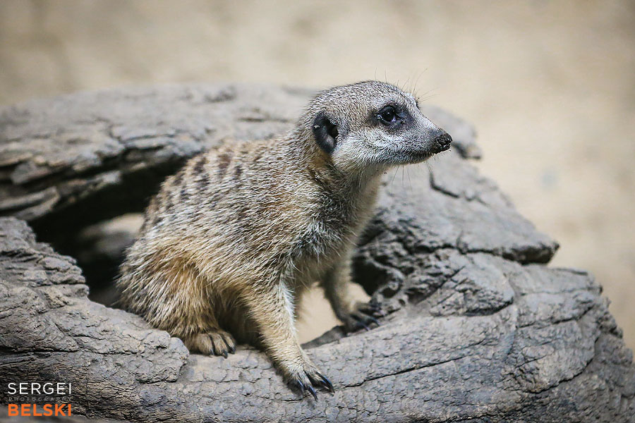 calgary zoo animals photographer sergei belski photo