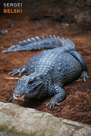 calgary zoo photographer sergei belski photo