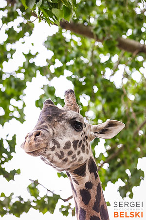 calgary zoo photographer sergei belski photo