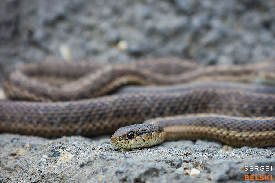 calgary zoo photographer sergei belski photo