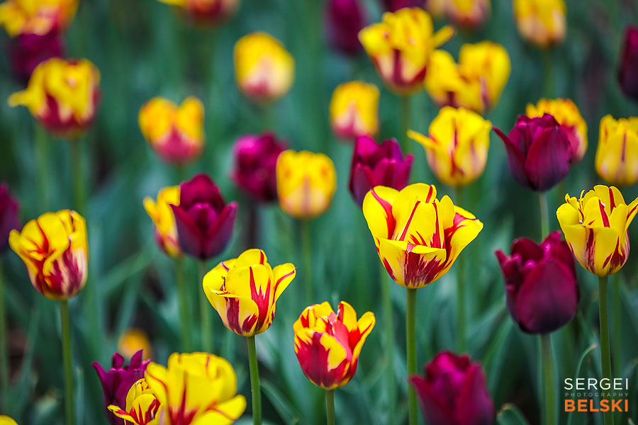 calgary zoo photographer sergei belski photo