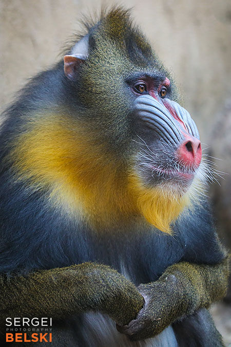 calgary zoo photographer sergei belski photo