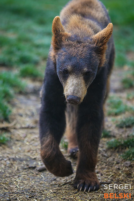 calgary zoo photographer sergei belski photo