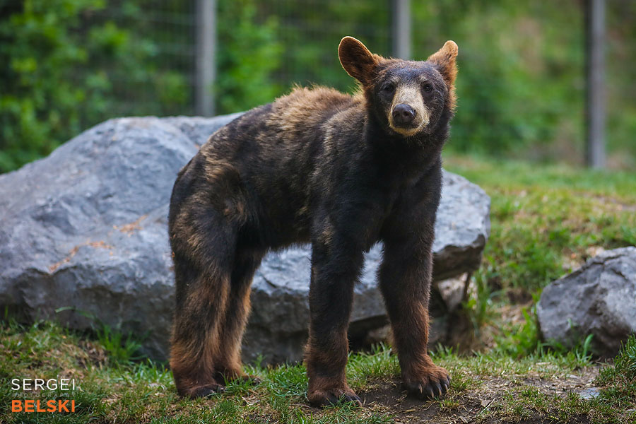 calgary zoo photographer sergei belski photo