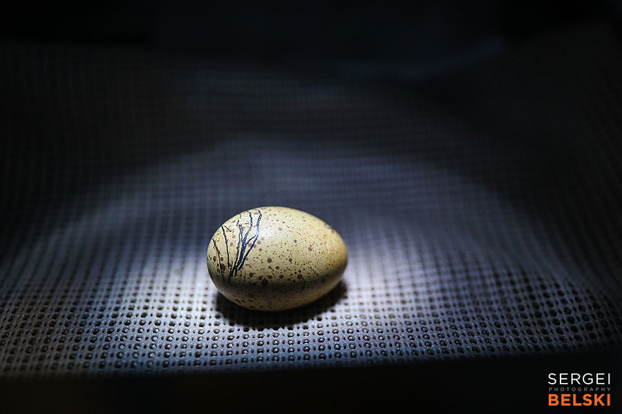 calgary zoo photographer sergei belski photo