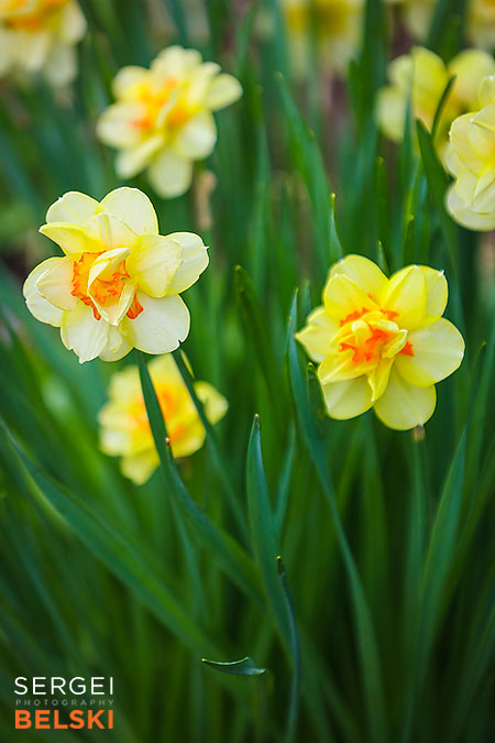calgary zoo photographer sergei belski photo