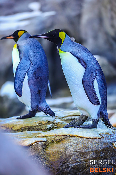 calgary zoo photographer sergei belski photo