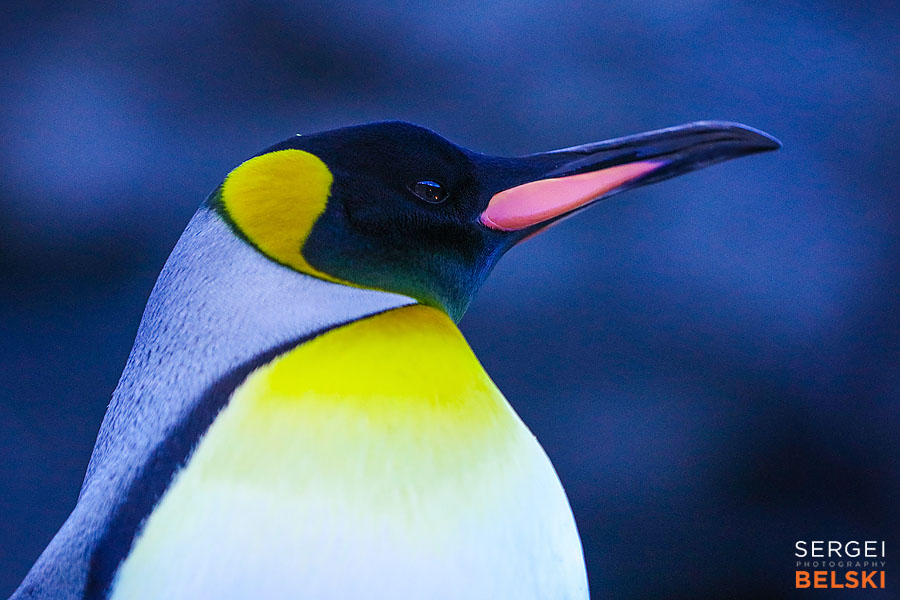 calgary zoo photographer sergei belski photo