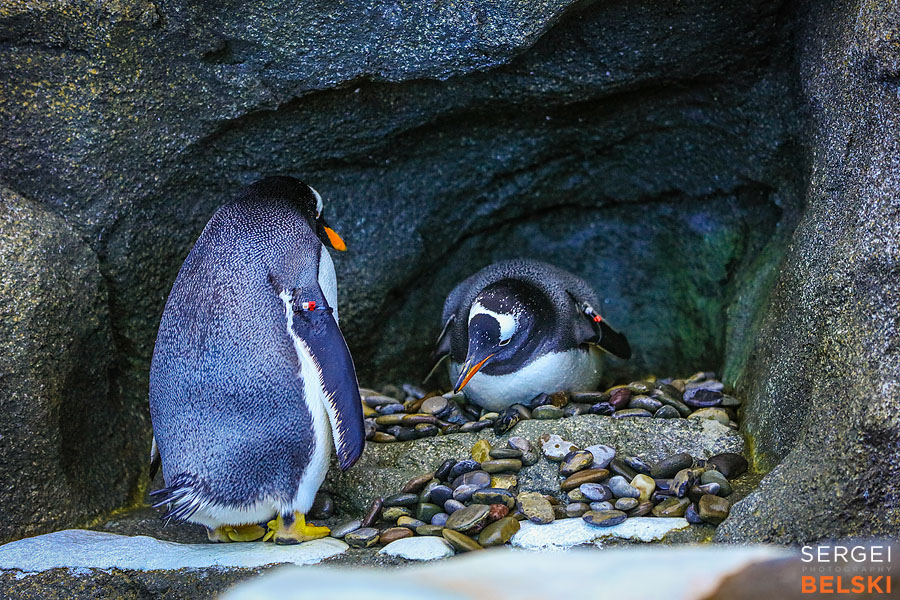 calgary zoo photographer sergei belski photo