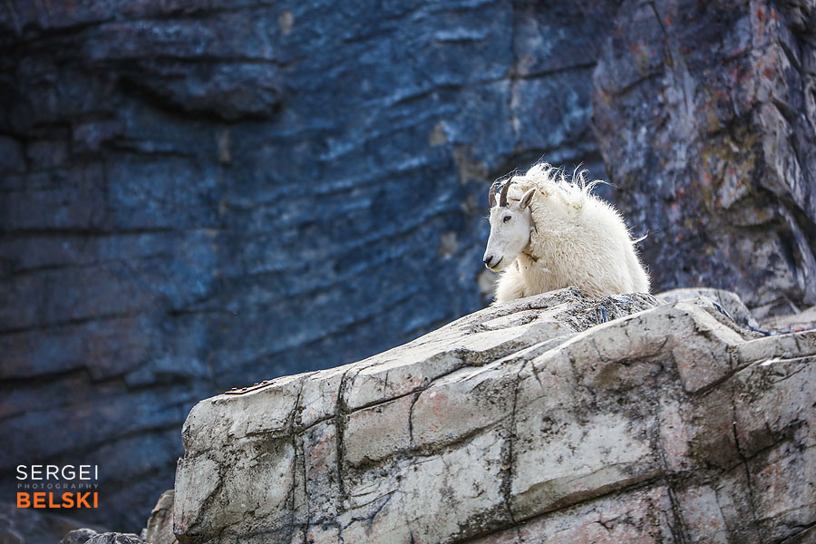 calgary zoo photographer sergei belski photo
