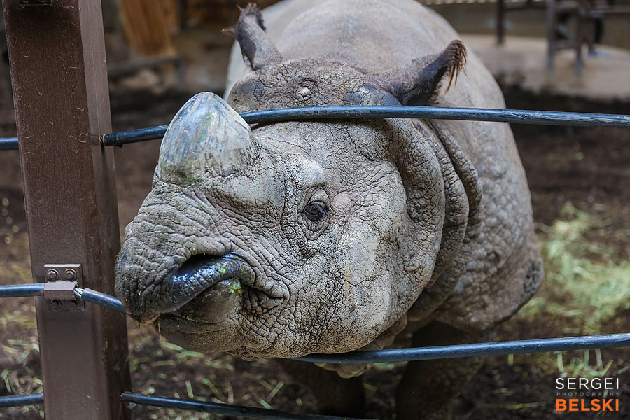 calgary zoo photographer sergei belski photo