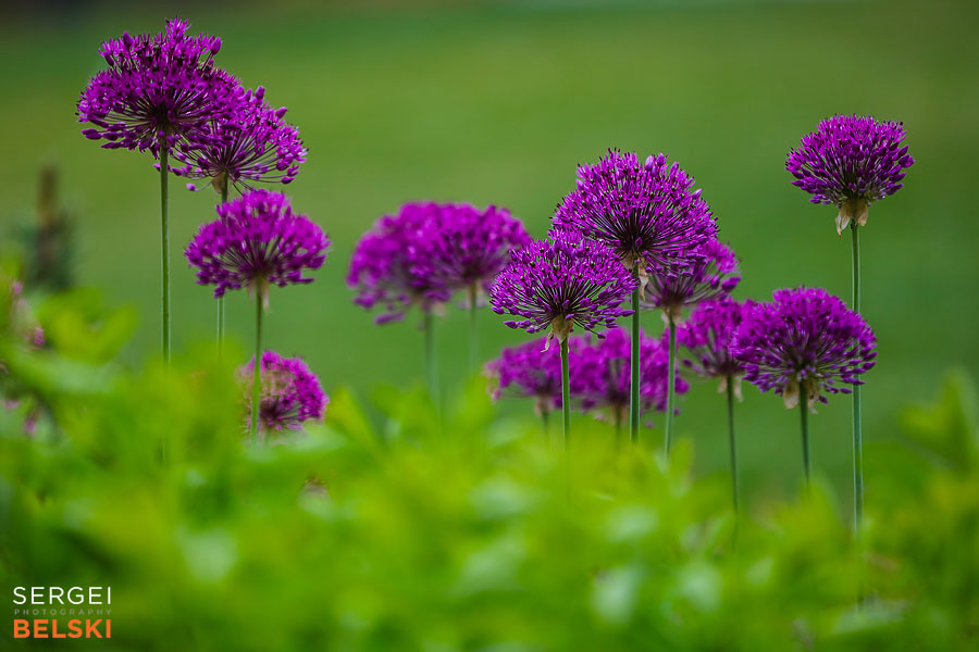 calgary zoo photographer sergei belski photo