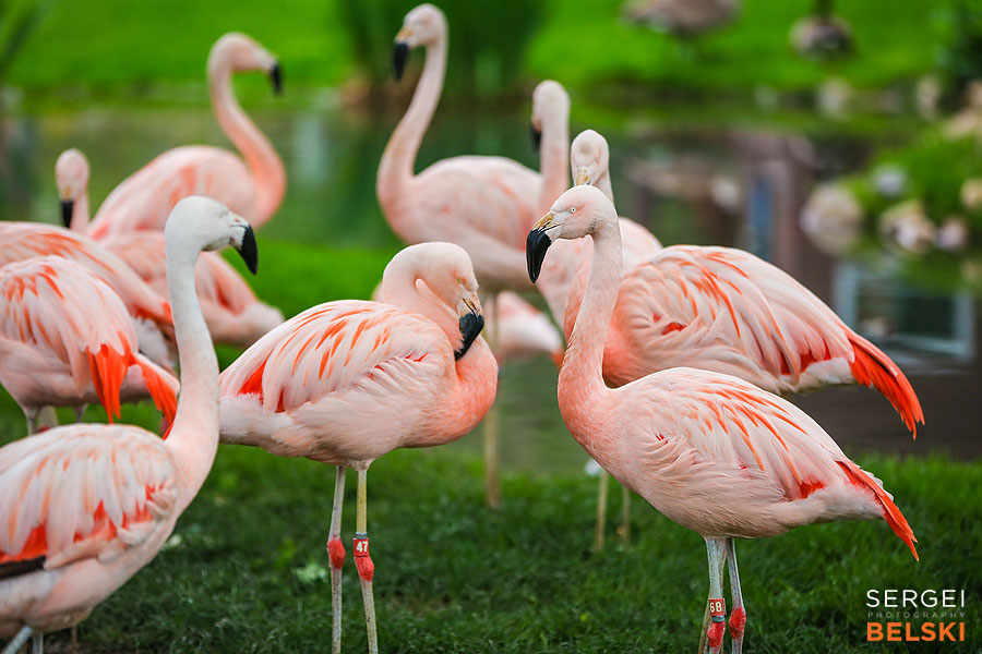 calgary zoo photographer sergei belski photo