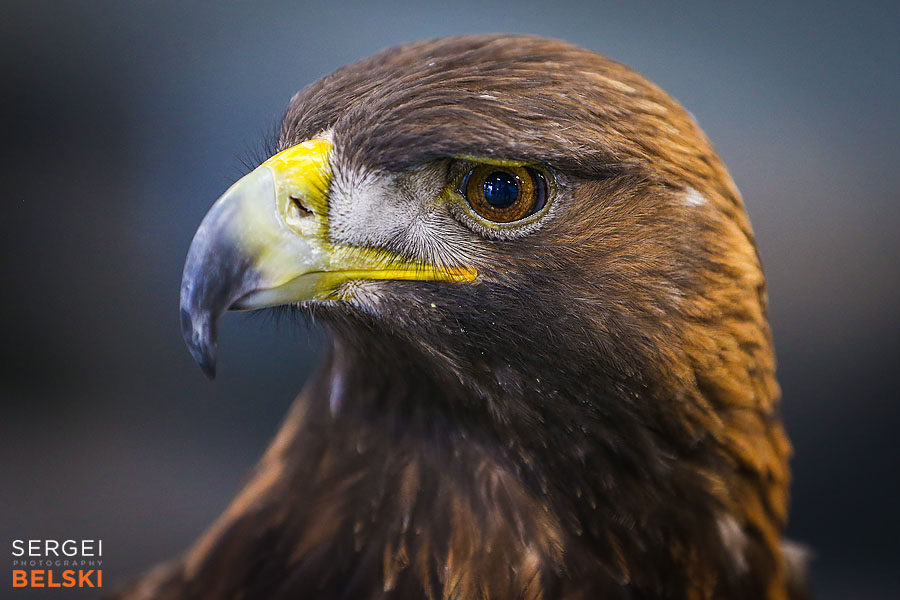 fortis alberta olds commercial event sergei belski photo