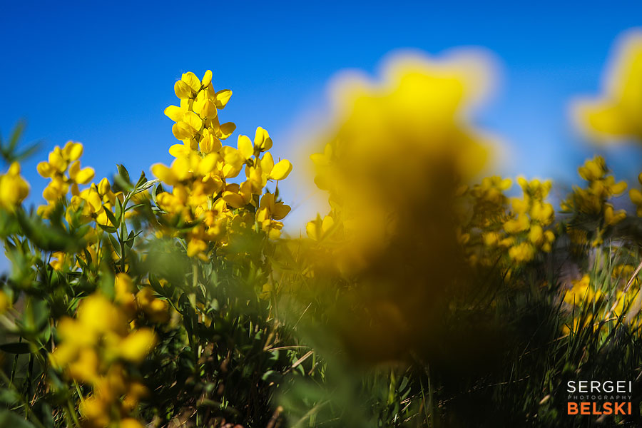 my vespa adventures photo