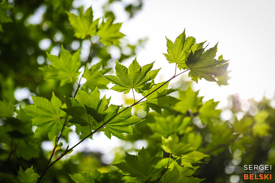 vancouver travel photographer sergei belski photo