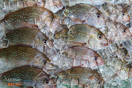 vancouver travel photographer sergei belski photo