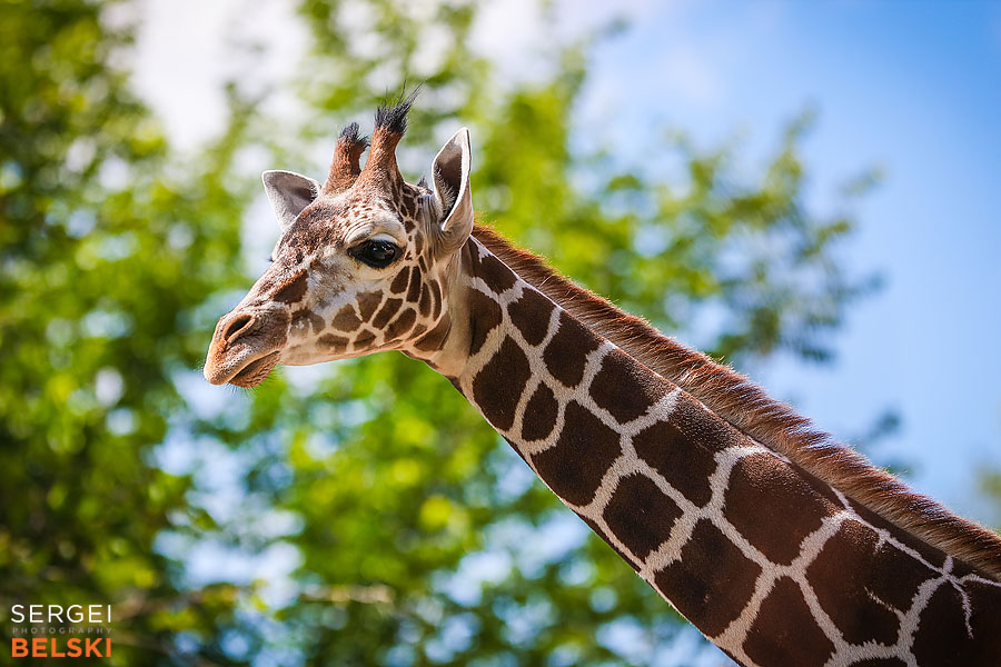 calgary zoo photographer sergei belski photo